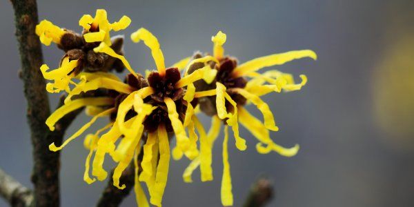 Witch Hazel Hamamelis February Winter