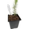 Stone Pine Pinus Pinea Starter Bonsai Tree Beechfield Bonsai