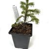Sitka Spruce Picea Sitchensis Starter Bonsai Tree Beechfield Bonsai