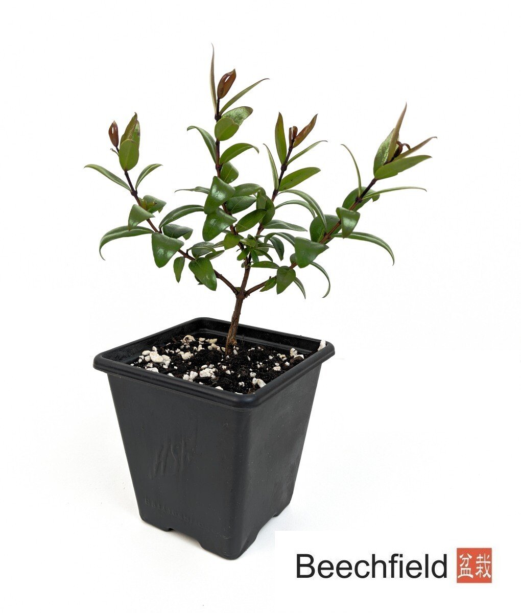 Myrtle Myrtus Communis Starter Bonsai Tree Beechfield Bonsai