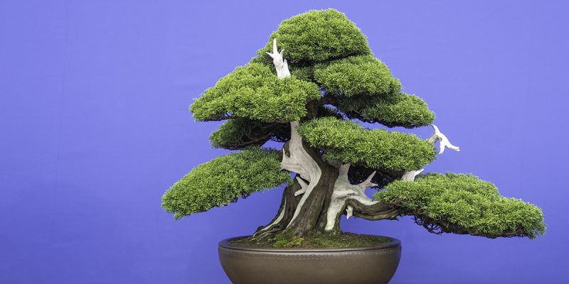 A chinese juniper bonsai tree set against a vivid blue background