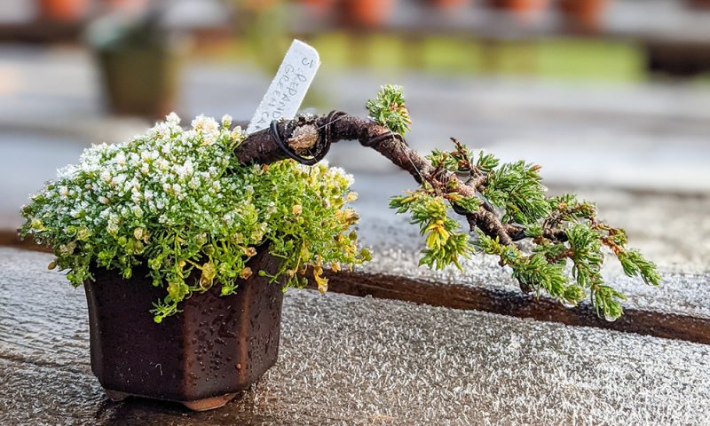 Frost on the benches at Beechfield Bonsai
