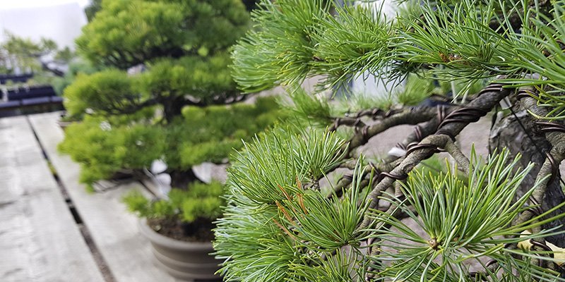 With Covid-19 having a continued impact, we will post all of our updates on this page to keep Beechfield Bonsai customers informed