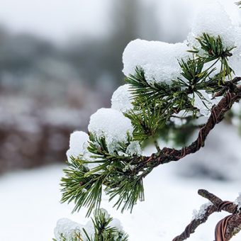Snow on a bonsai tree at Beechfield Bonsai