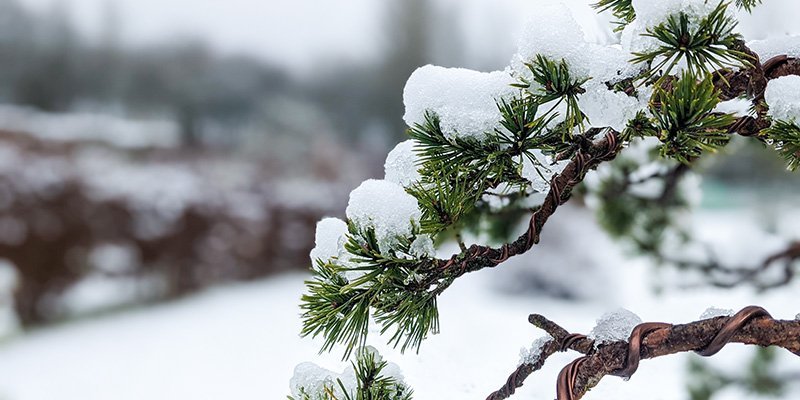 Snow on a bonsai tree at Beechfield Bonsai
