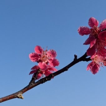 March Prunus Mume Japanese Flowering Apricot Spring Beechfield Bonsai