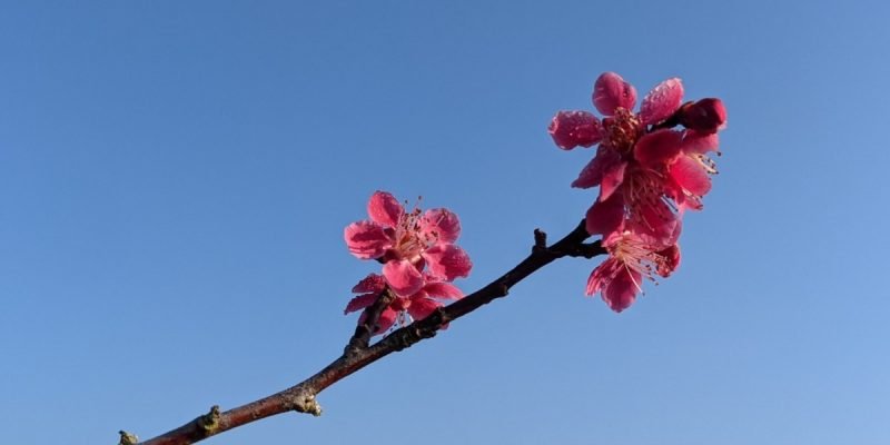 March Prunus Mume Japanese Flowering Apricot Spring Beechfield Bonsai