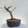 BB-TM-20220201-01 Shohin Trident Maple Beechfield Bonsai