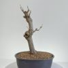 BB-TM-20220201-02 Shohin Trident Maple Beechfield Bonsai