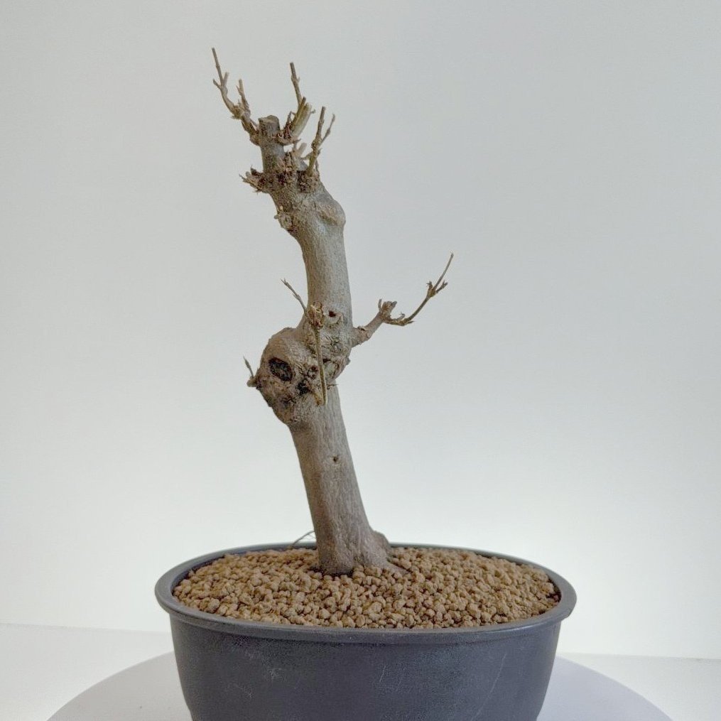 BB-TM-20220201-02 Shohin Trident Maple Beechfield Bonsai