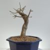 BB-TM-20220201-03 Shohin Trident Maple Beechfield Bonsai