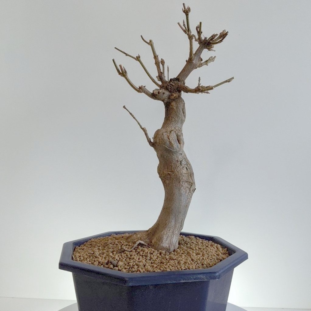 BB-TM-20220201-04 Shohin Trident Maple Beechfield Bonsai