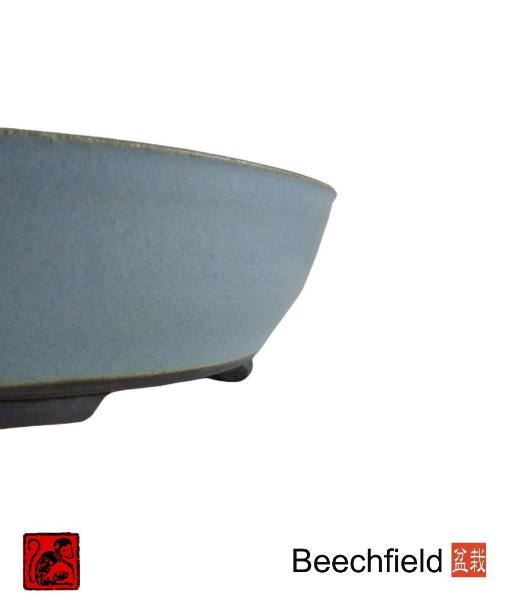 BB-SMONKEY-004 Stone Monkey 215mm Pot Blue Beechfield Bonsai