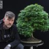 Harry Harrington at Beechfield Bonsai