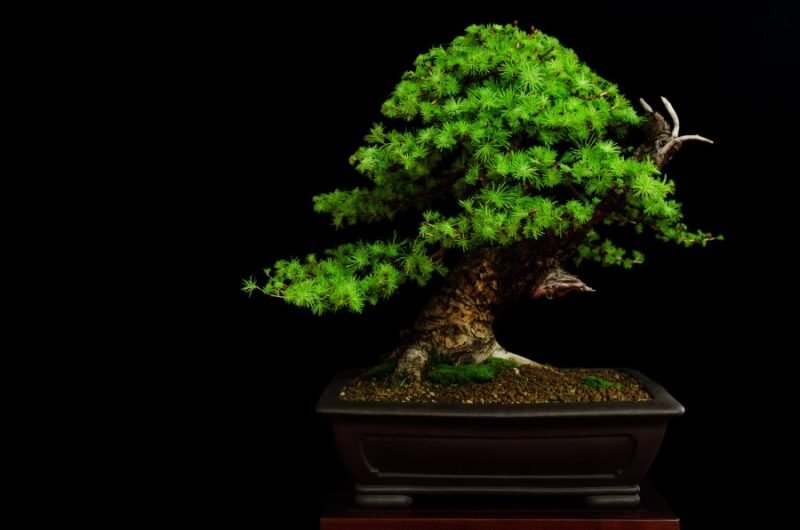 Bonsai Tree Styles article, Japanese Larch in upright style