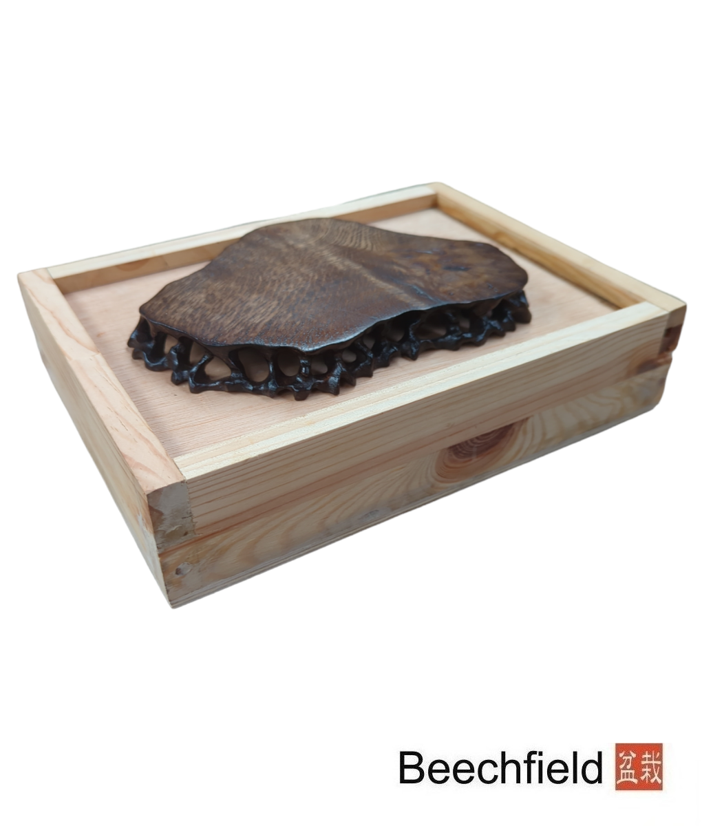 Bonsai Root Table - Sycamore - Image 2